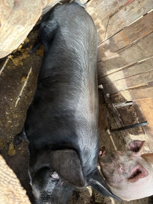 Vând porc 250 kg - imagine 3