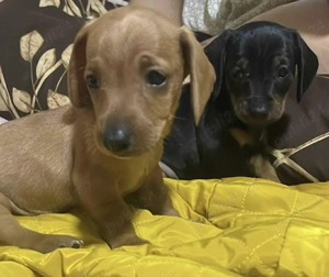 Cățeluși rasa teckel  - imagine 4