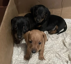 Cățeluși rasa teckel 