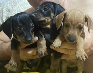 Cățeluși rasa teckel  - imagine 2