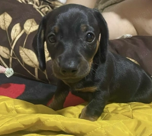 Cățeluși rasa teckel  - imagine 3