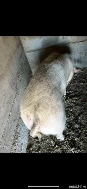 vînd porci 140-300kg o768684II4 - imagine 3