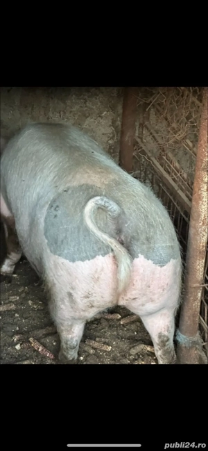 vînd porci 140-300kg o768684II4 - imagine 2