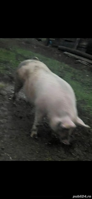 vînd porci 140-300kg o768684II4