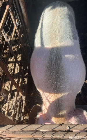 vînd porci 140-300kg o768684II4 - imagine 4