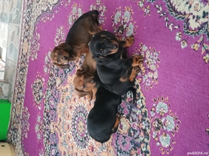 Pui de rasă Teckel  - imagine 2