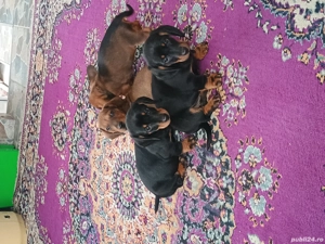 Pui de rasă Teckel  - imagine 3