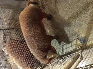 vand vier  - imagine 2