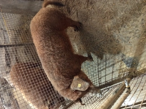 vand vier  - imagine 5