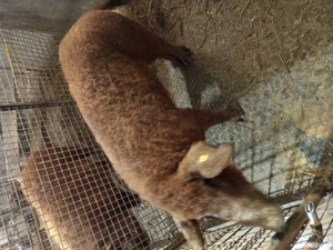 vand vier  - imagine 4