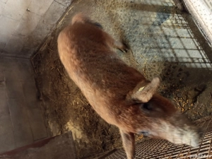 vand vier  - imagine 3