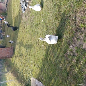 Vand 2 rate si 1 rățoi  - imagine 3