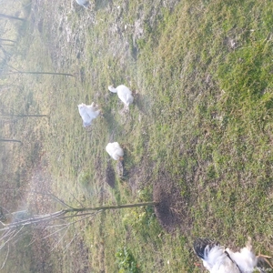 Vand 2 rate si 1 rățoi  - imagine 2