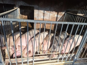 Porci de vânzare  - imagine 2