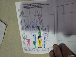 Vănd cătelusă Buldog Francez  - imagine 2