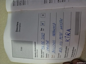 Vănd cătelusă Buldog Francez  - imagine 3