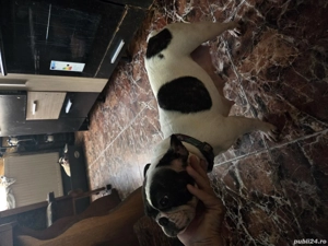 Vănd cătelusă Buldog Francez  - imagine 4