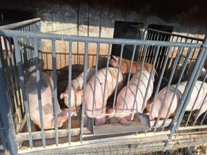 Porci de vânzare  - imagine 3