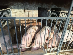 Porci de vânzare  - imagine 4