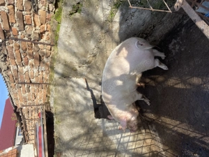 Porc de vânzare - imagine 3