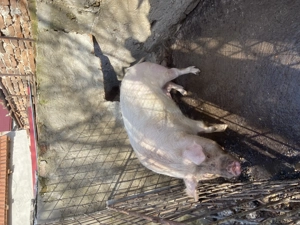 Porc de vânzare - imagine 2