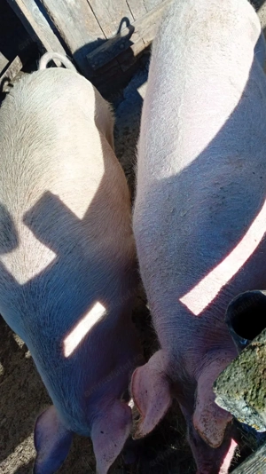 Vând porc 140-150 kg - imagine 2