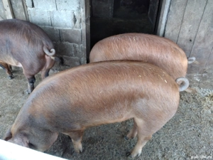 Porci de vînzare pentu Crăciun 130 -150 - imagine 3