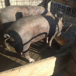 Vand porc 130 kg - imagine 2