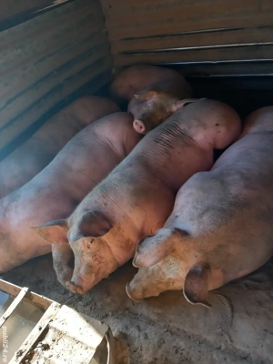 porcii  pentru craciun