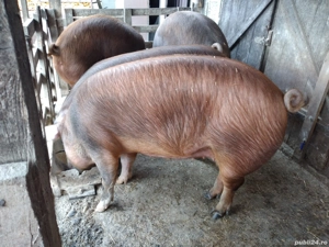 Porci de vînzare pentu Crăciun crescuți cu cereale în gospodăria proprie.  - imagine 4