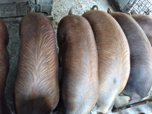 Porci de vînzare pentu Crăciun crescuți cu cereale în gospodăria proprie.  - imagine 2