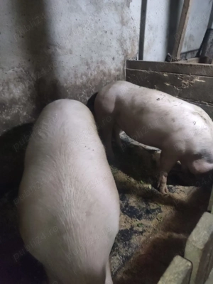 Se vinde un porc la alegere crescut în gospodărie, unul este rasa de carne