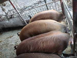 Porci de vînzare . - imagine 3