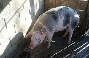 Porc pietrain  150 kg