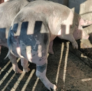 Porc pietrain  150 kg - imagine 2