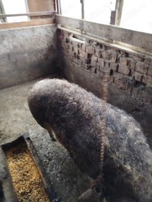 Vând purcea Mangalița  - imagine 2