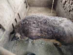 Vând purcea Mangalița  - imagine 3