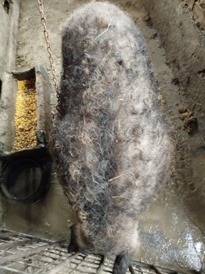 Vând purcea Mangalița  - imagine 4