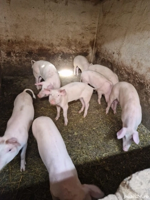 vând porci - imagine 2