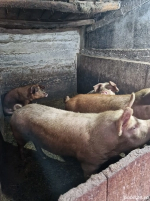 vând porci - imagine 3