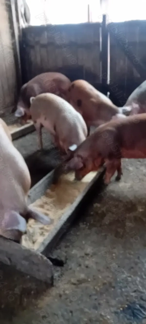 Vind porci rasa carne  - imagine 3