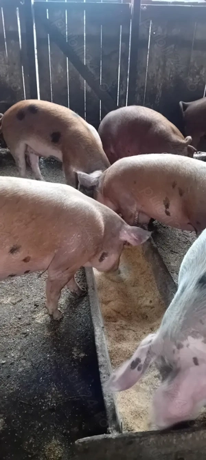 Vind porci rasa carne  - imagine 4