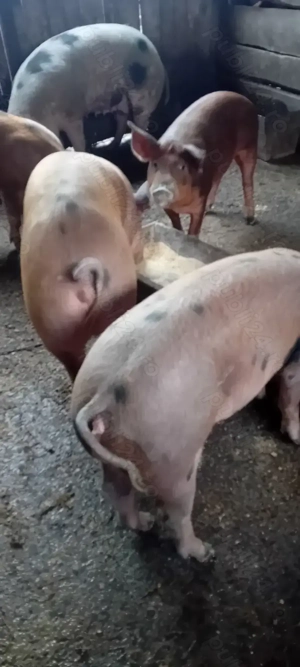 Vind porci rasa carne  - imagine 5