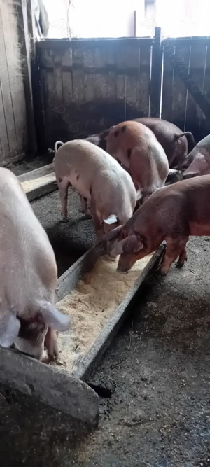 Vind porci rasa carne 