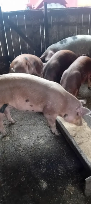 Vind porci rasa carne  - imagine 2