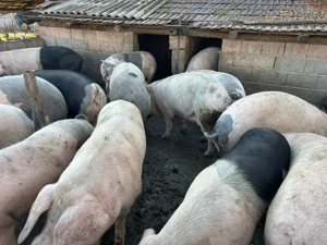 Vând porci crescuți de tatăl meu