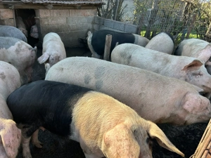 Vând porci crescuți de tatăl meu - imagine 3