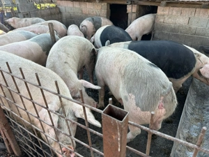 Vând porci crescuți de tatăl meu - imagine 2