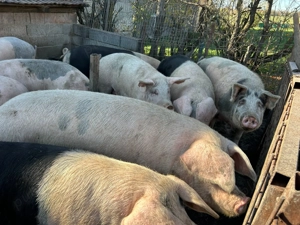 Vând porci crescuți de tatăl meu - imagine 4