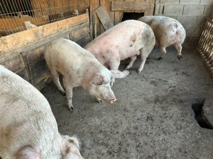 Vând porci crescuți de tatăl meu - imagine 5